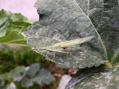 Atractomorpha sinensis