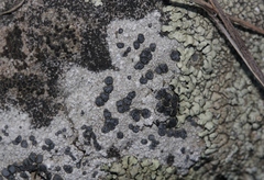 Carbonea latypizodes