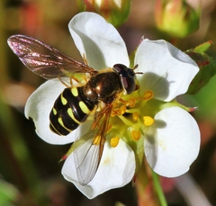 Dasysyrphus venustus