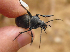 Carabus glabratus