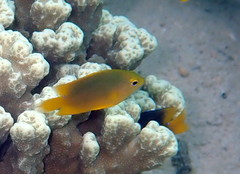 Coral Damselfish