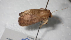 Athetis albisignata