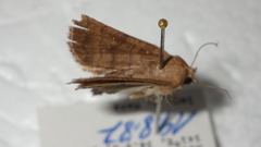 Athetis albisignata