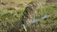 Phragmites australis