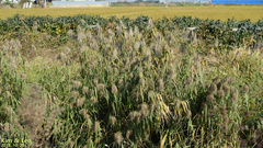 Phragmites australis