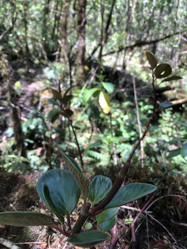 Peperomia obovatilimba