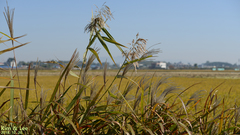 Phragmites australis