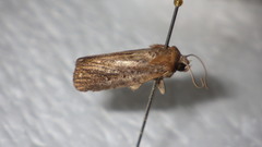 Athetis dissimilis