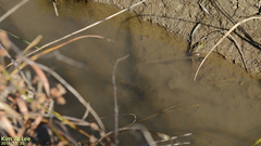 Lithobates catesbeianus