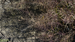 Tracheophyta