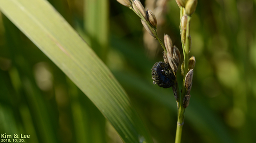 Tribe Ustilaginoideae · iNaturalist