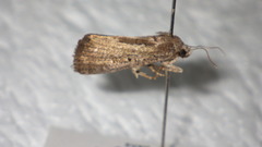 Athetis dissimilis