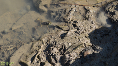 Lithobates catesbeianus