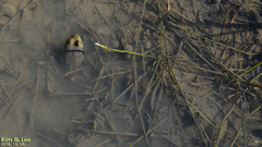 Lithobates catesbeianus