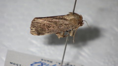 Athetis dissimilis