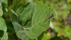 Sympetrum eroticum