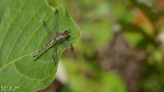 Sympetrum eroticum