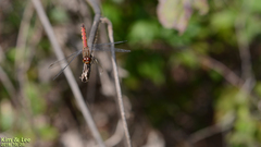 Sympetrum