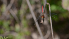 Sympetrum