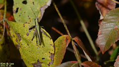 Ceracris nigricornis