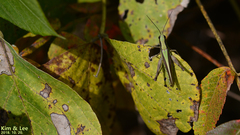 Ceracris nigricornis