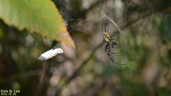 Trichonephila clavata