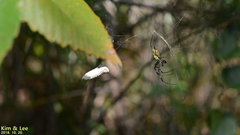 Trichonephila clavata