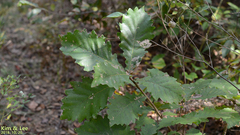Quercus
