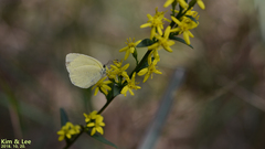 Eurema mandarina