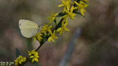 Eurema mandarina