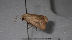 Athetis lapidea