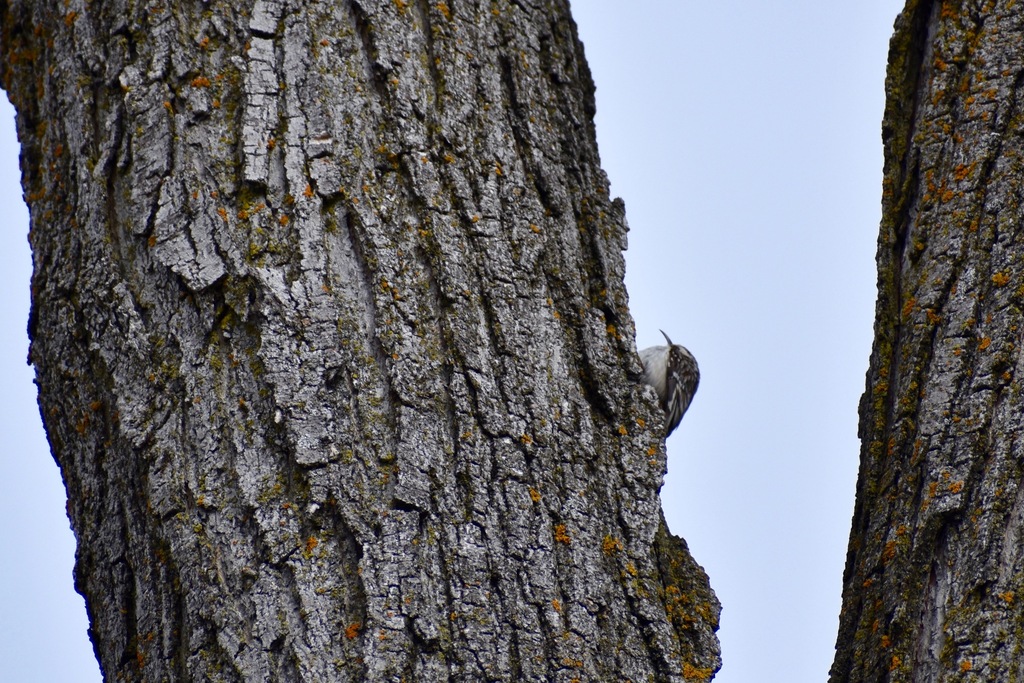 Brown Creeper from Rosemère, QC, Canada on April 20, 2023 at 0955 AM