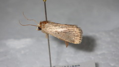 Athetis lapidea