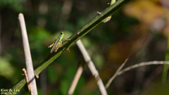 Ceracris nigricornis