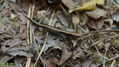 Scincella vandenburghi