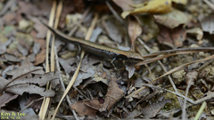 Scincella vandenburghi