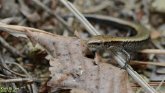 Scincella vandenburghi