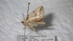 Phyllophila obliterata