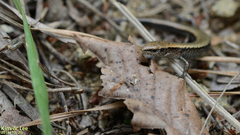 Scincella vandenburghi