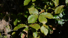 Quercus