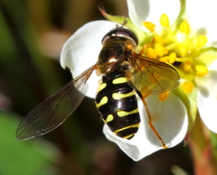 Dasysyrphus venustus