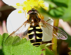 Dasysyrphus venustus