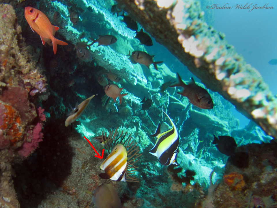 Golden-girdled Coralfish