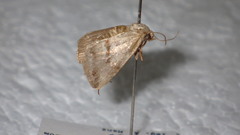 Phyllophila obliterata