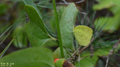 Eurema mandarina