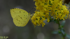 Eurema mandarina