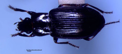 Bradycellus nigrinus