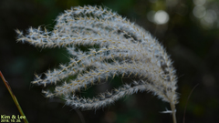 Miscanthus sinensis