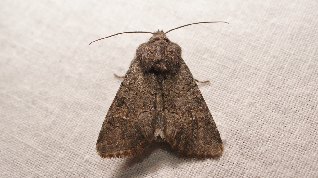 Northern Deep-brown Dart