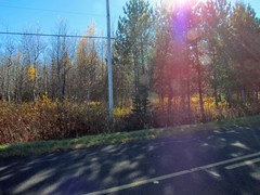 Bradycellus nigrinus